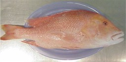 cairns red emperor.jpg (9266 bytes)