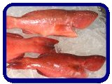 australian chilled and frozen fish exports