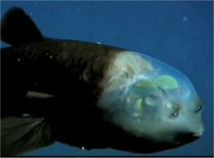 Pacific barreleye fish, fish with transparent head