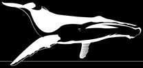 whale.jpg (5842 bytes)