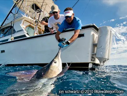 marlin being released at side of boat