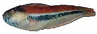 Parrot Fish, Moari Wrasse and Rainbow Fish.