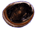 Abalone - showing mollusc and inside of shell