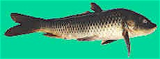 wpeC.jpg (3078 bytes)