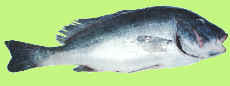 Diagramma Pictum, slate bream, mother in law fish
