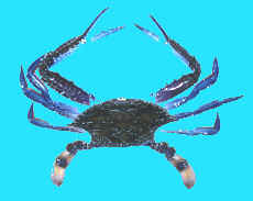 crab,blueswimmer.jpg (5942 bytes)