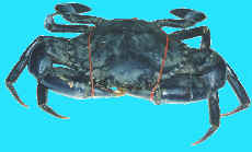 crab, mud, mangrove crab, muddy, black crab, Scylla serrata
