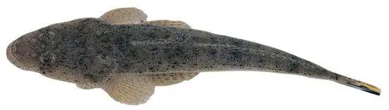 Australian bartailed flathead fish