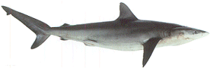 Bronze Whaler (Dusky) Shark (Carcharbinus obscurus)
