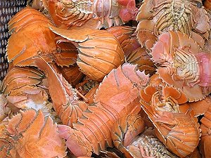 Moreton Bay Bug Slipper Lobster Photos Info Catch Cook Buy