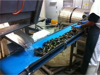 Greenlip Mussels, greenshell mussels, green mussels, Perna canaliculus, commercial fishing mussels, sorting mussels