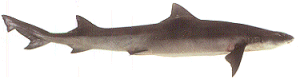 Reef Shark or Whiskery Shark (Furgaleus macki) Photo