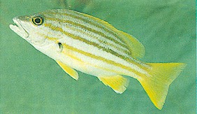 Stripey Sea Perch photo, yellow striped fish