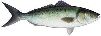 australian salmon, Arripis trutta