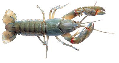 australian yabby, freshwater yabbie, yabbie picture, crayfish