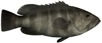 Bar Cod, reefcod, reef cod, banded reef cod, banded cod