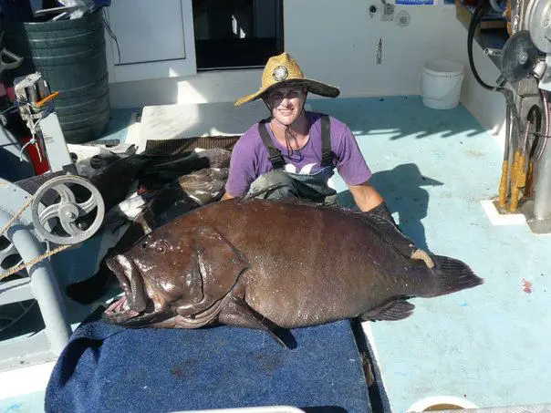 80kg banded rock cod, Epinephelus ergastularius, huge reef cod