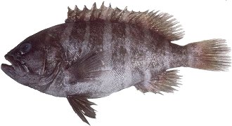 bar cod, banded rock cod, Epinephelus ergastularius, reef cod, cod fish, 