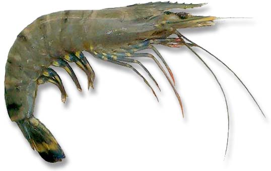 http://www.sea-ex.com/fishphotos/images/black-tiger-prawn.jpg