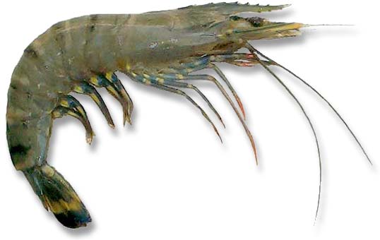 prawn images