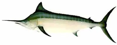 Black Marlin (Makaira mazara)