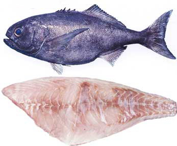 Blue eye trevalla, blue eye cod, showing whole round fish and fillet