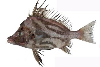 Boarfish, Giant Boarfish, Sowfish, Paristiopterus labiosus