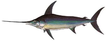 Broadbill Swordfish (Xiphias gladius) Photo