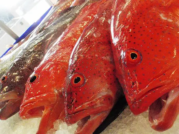 Fresh Coral Trout from Australia, Queensland coral trout