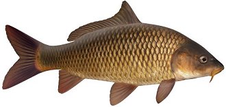 Image result for european carp