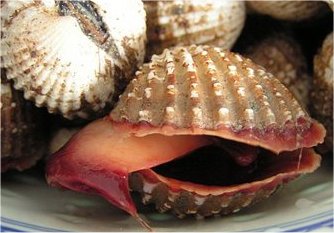 Cockles, blood clams
