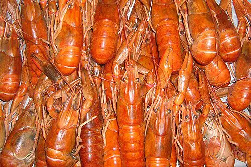 Yabby Recipes How To Cook Yabbies
