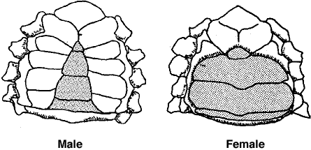 crab sex - illustration of male and female crab identification