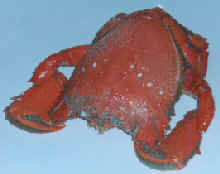 spanner crab, photo of spanner crab, Ranina Ranina, crab