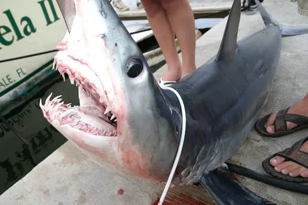 Mako Shark - Caught in Florida by Lady Pamela II Charters