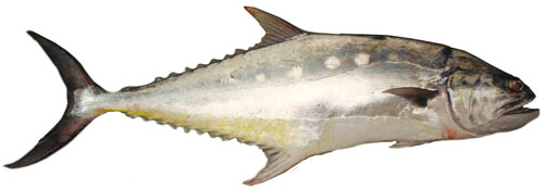 Queenfish (Scomberoides tol)
