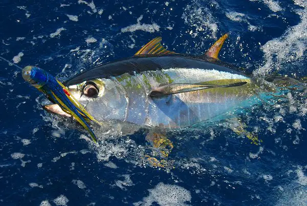 Fishing for yellowfin tuna, yellow fin tuna on lures, kona head lures