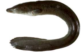longfin-eel-anguilla-reinhardtii.jpg