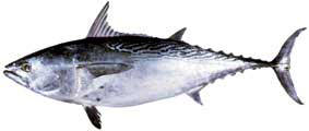 Mackerel Tuna (Euthynnus affinis) Photo