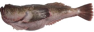 Stargazer (Uranoscopidae) or Monkfish Photo