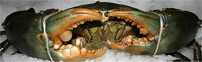 mud crab showing eyes claws mouth, live mud crab