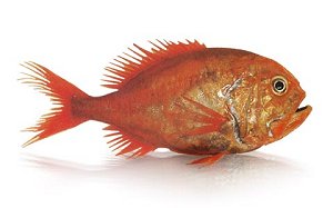 Orange Roughy (Hoplostethus atlanticus) Photo