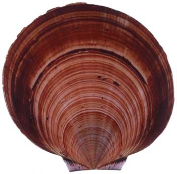 Queensland Scallops | Saucer Scallops (Amusium balotti)