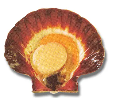 Scallop on half shell with roe