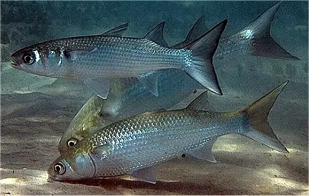 underwater photo of sea mullet by Ian Banks