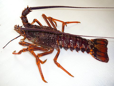 Southern Rock Lobster (Jasus edwardsii), Known commonly in Tasmania as crayfish