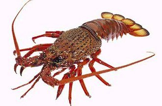 packhorse lobster  Jasus verreauxi