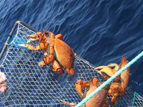 Commercial Fishing for Spanner Crabs
