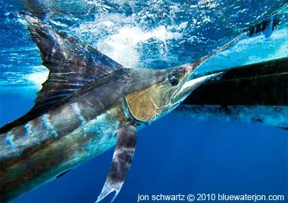 Striped marlin under boat, clear blue waters and striped marlin fishing