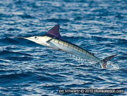 leaping striped marlin, small striped marlin bright colours